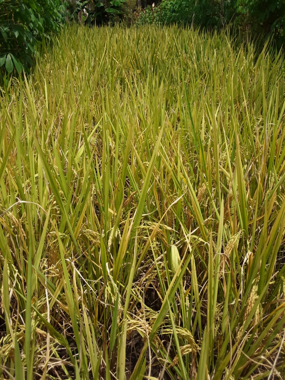 Potret lahan sawah yang ditanami benih padi varietas unggul di PIAT Berbah